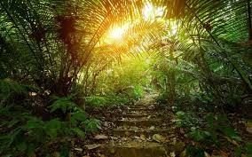 Çin hakkında en son haberleri Tropikal Yağmur Ormanlarındaki Humus'un Çürümesi: Havanın kalitesi ve hava temizleyicilerinin rolü üzerindeki etkisini anlamak